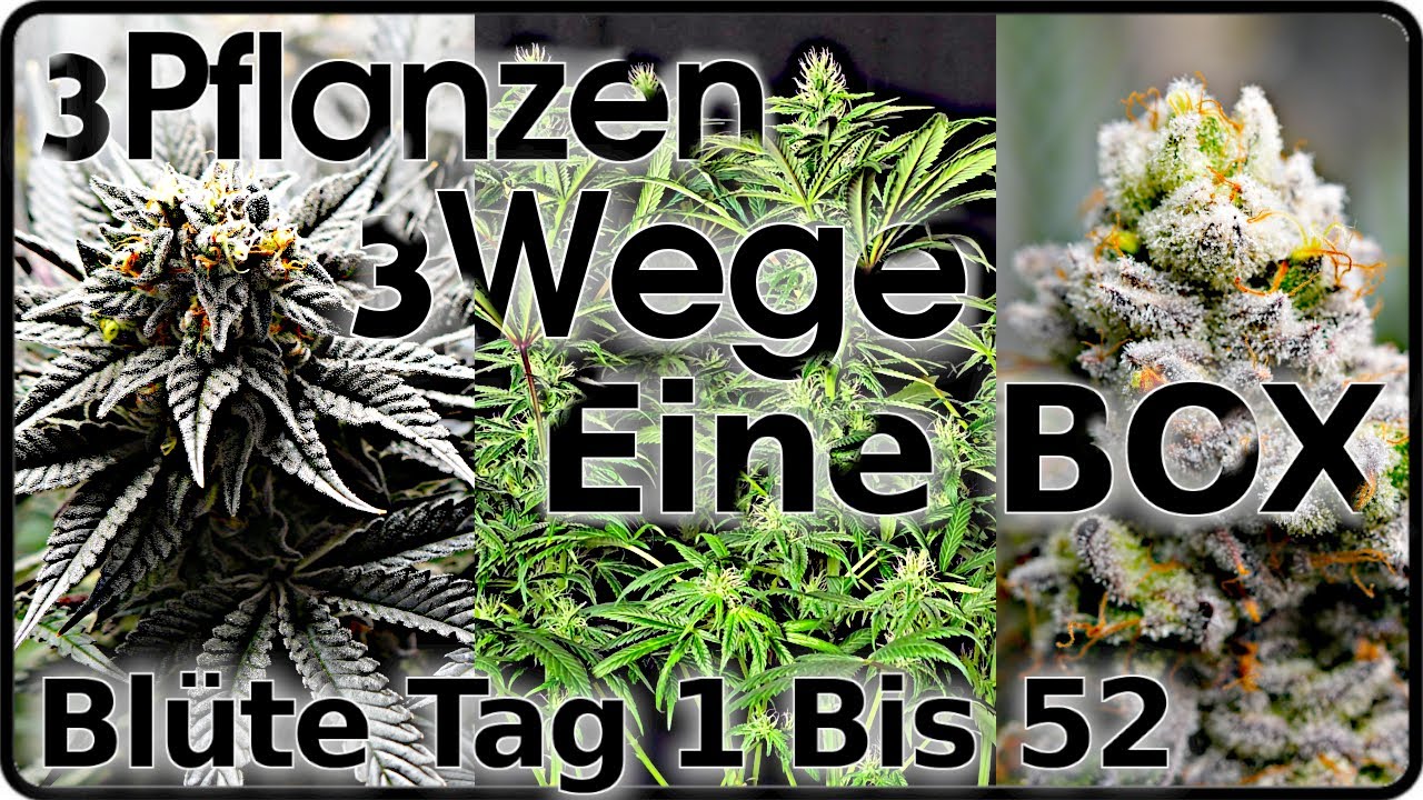 🍁Cannabis Anbauen DIE BLÜTE 🍁 DIE 3 EINFACHSTEN WEGE? 🍁 BioTabs, Living Soil & mineralischen Dünger🥦