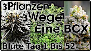 🍁Growing Cannabis: THE FLOWERING STAGE 🍁 THE 3 SIMPLEST WAYS? 🍁 BioTabs, Living Soil & Mineral Fe...