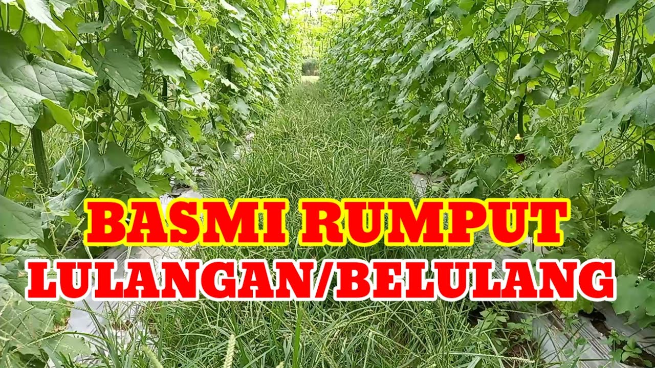 🔴BASMI RUMPUT LULANGAN‼️DI LAHAN GAMBAS - YouTube