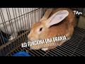 Asi funciona una granja integral cunícola - TvAgro por Juan Gonzalo Angel