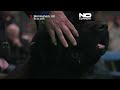 UK: Crufts opens in Birmingham with more than 20,000 dogs