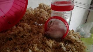 Hamster Drole De Réveil