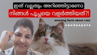 ഇത്രേം പ്രതീക്ഷച്ചില്ല മ്യാവൂ..! | Benefits Of Owning a Cat @NANDASPets