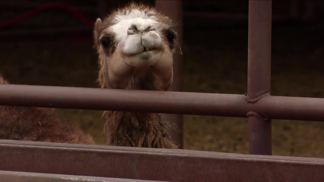 Colorado farm caters to camels