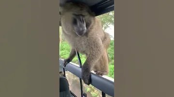 SHOCKING BABOONS ATTACK TOURISTS ON GAME DRIVE IN LAKE NAKURU NATIONAL PARK 