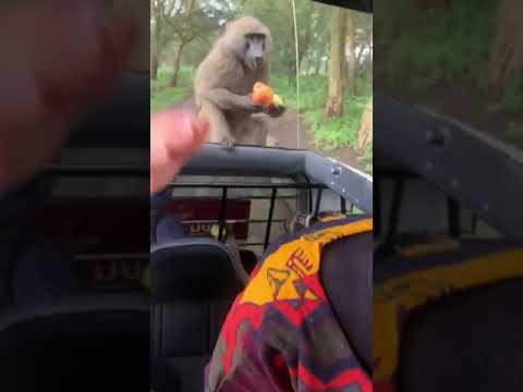 SHOCKING BABOONS ATTACK TOURISTS ON GAME DRIVE IN LAKE NAKURU NATIONAL PARK 
