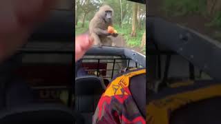 Shocking Baboons Attack Tourists On Game Drive In Lake Nakuru National Park.