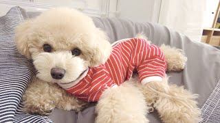 子犬の避妊手術から1週間が経ったので今の様子をお伝えします【トイプードル】