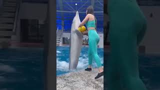 Download Lagu Amazing Dolphin Giving A ball MP3