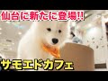 モフモフ天国!仙台の「SAMOS CAFE」でサモエドたちと癒しのひととき