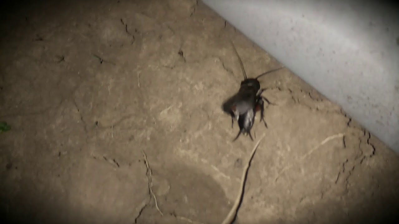 Сверчок полевой. Gryllus campestris.