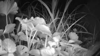 Watch Grass Grow in HD! 24/7 Grass Growing Livestream!