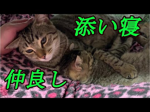キジトラ猫　仲良く添い寝する猫が可愛すぎるｗ