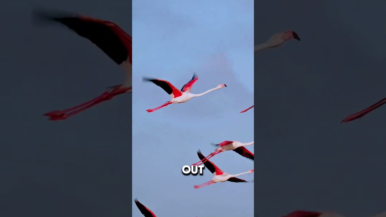 Pink from diet, upside-down eaters.  