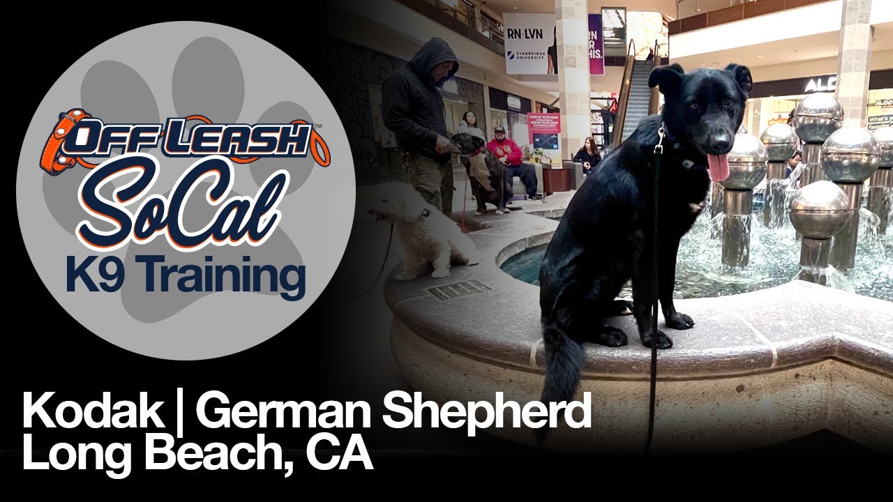 German Shepherd Training | Kodak | Long Beach, CA 