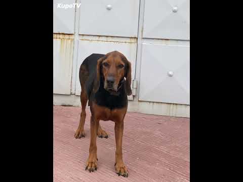 Βίντεο: Τα σκυλιά της Superpower συγκεντρώνουν το LA Pooches για μια τελική σκηνή