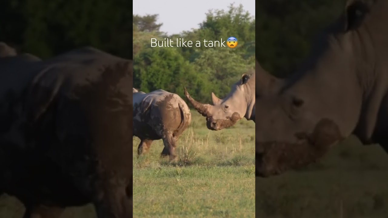 3 fun facts about the rhino🦏🤯