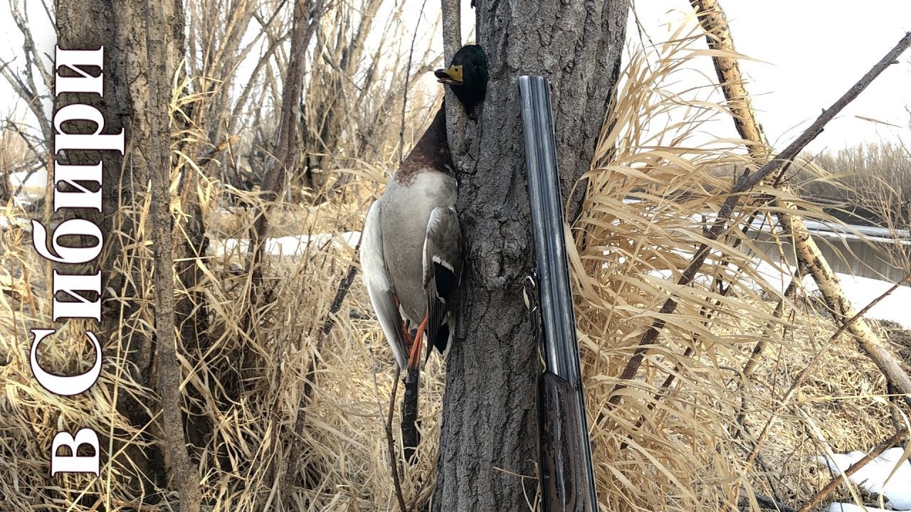 Открытие охоты на утку весна 2019!