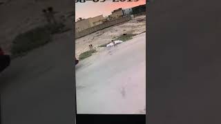 الكلاب الضالة تفترس طفل في السعودية الشرقية