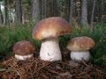 Белый гриб. Наблюдение за ростом.  Развитие в течение шести дней. Boletus Edulis in Siberia Russia