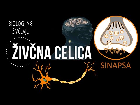 Živčevje 1: živčna celica [BIO8]