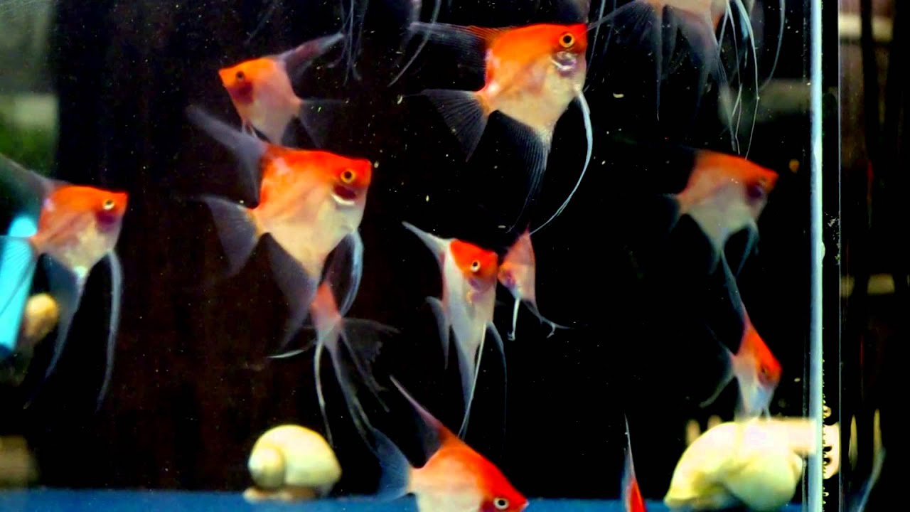 Sunset Blushing Angelfish YouTube