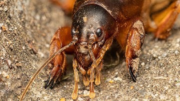 Mole Cricket: The Platypus of the Insect World - Educational Macro
