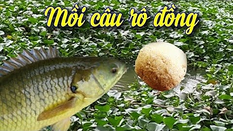 fishing- Chia Sẻ Bài Mồi, Câu Cá Rô Đồng.(Bao Móm)