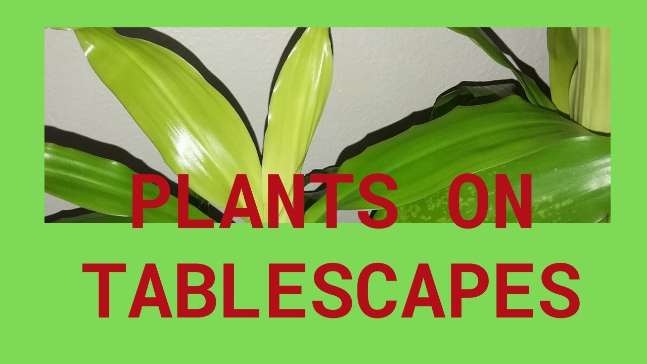 Interior Plants Design for Dining Room Tablescape Dining Room Plants