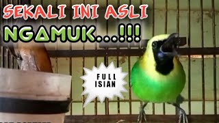 CUCAK RANTING GACOR ISIAN MEWAH BIKIN GEMPAR DUNIA CUCAK RANTE...