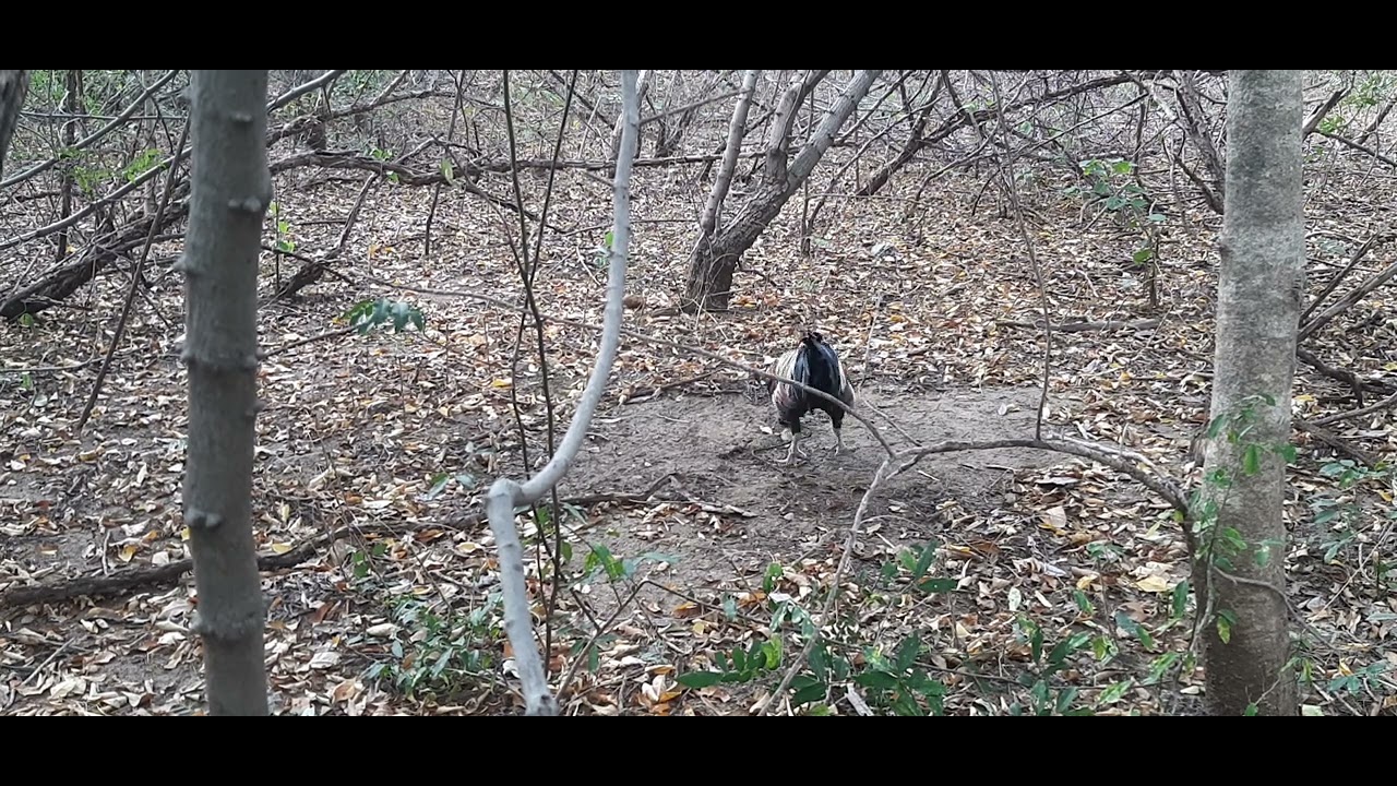 สานรกแตก ไก่แจ้ สระบุรี