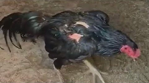 Qaib  Ej California Black Goat Sons Coming Out 2023, Tshis Dub Cov Tub