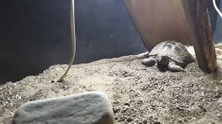 What will we find under this log?