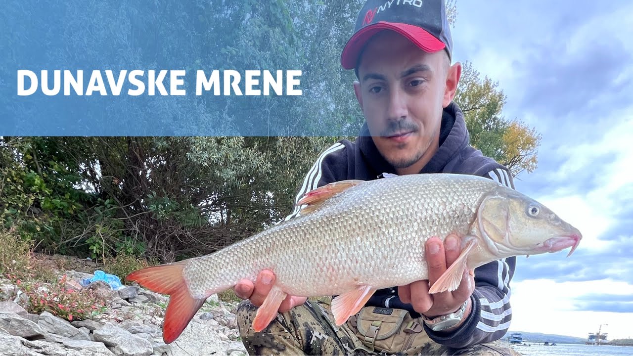 Pecanje mrene na Dunavu u Novom Sadu
