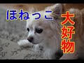 【チワワ犬】ほねっこ愛