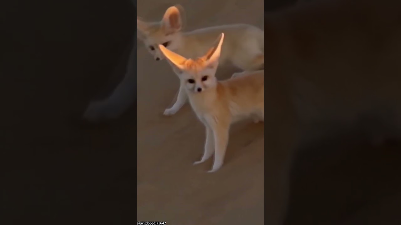 Fascinating animals of Sahara desert. 