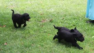Mini Schnauzer Puppies For Sale