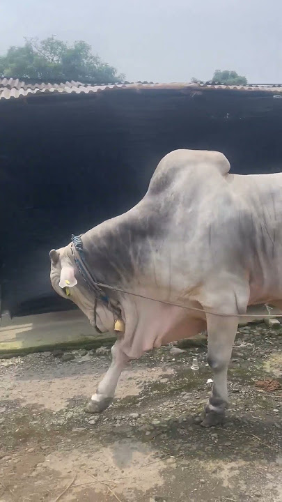 SAPI QURBAN PRESIDEN JOKOWI 2023‼️#viral #sapipresiden  #shorts #trending #Lbfn