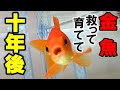 【祭りの金魚10年目】水槽リセット、立ち上げ！GEXﾒｶﾞﾊﾟﾜｰ【金魚掬いで救った金魚】