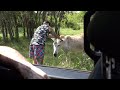 Mat Best SEDUCES ancient donkey (GONE WILD)(CRAZY)