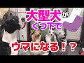 【検証】大型犬５頭に靴下を履かせたらどうなる⁉︎