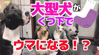 【検証】大型犬５頭に靴下を履かせたらどうなる⁉︎