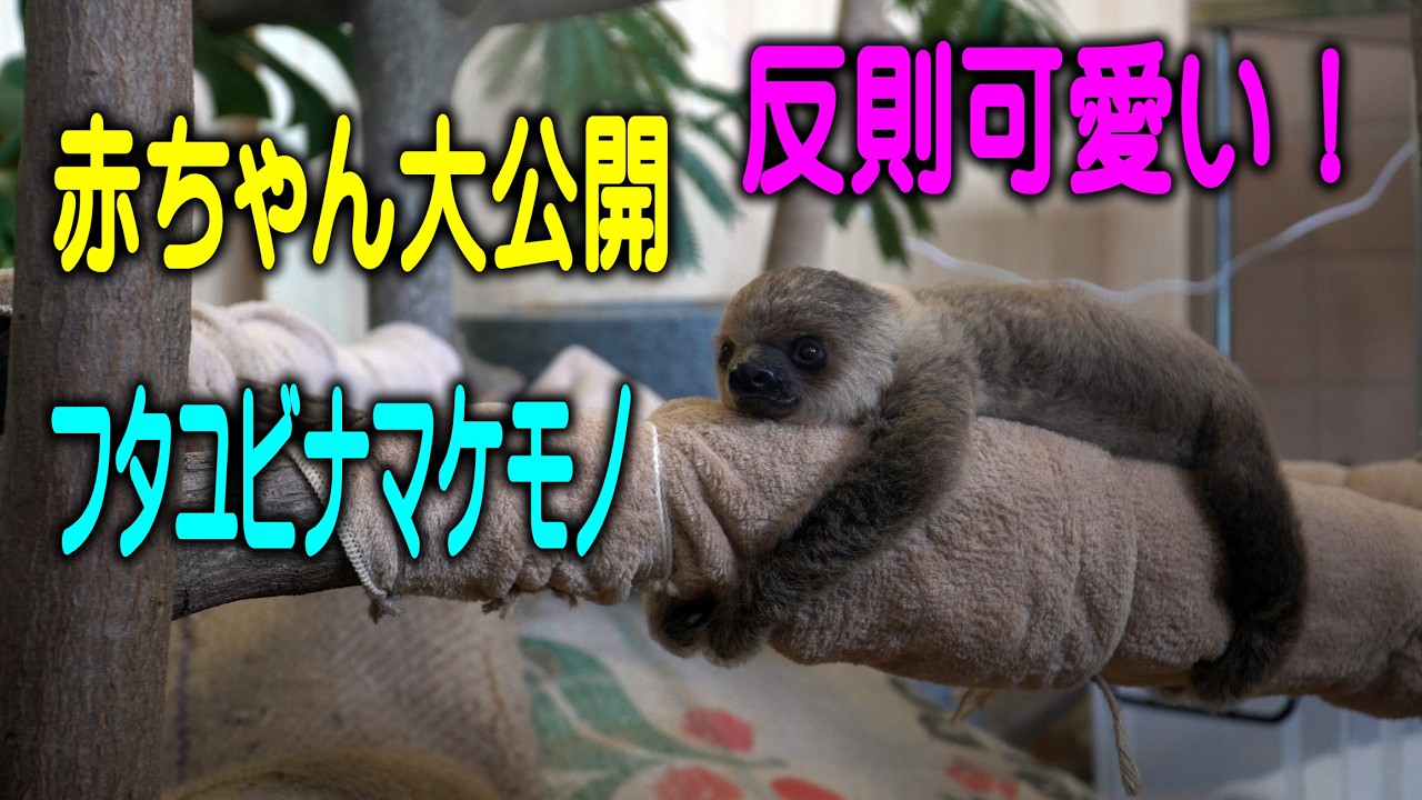 【反則可愛い過ぎ 怠けてないよね】フタユビナマケモノの赤ちゃんが公開された！アドベンチャーワールド