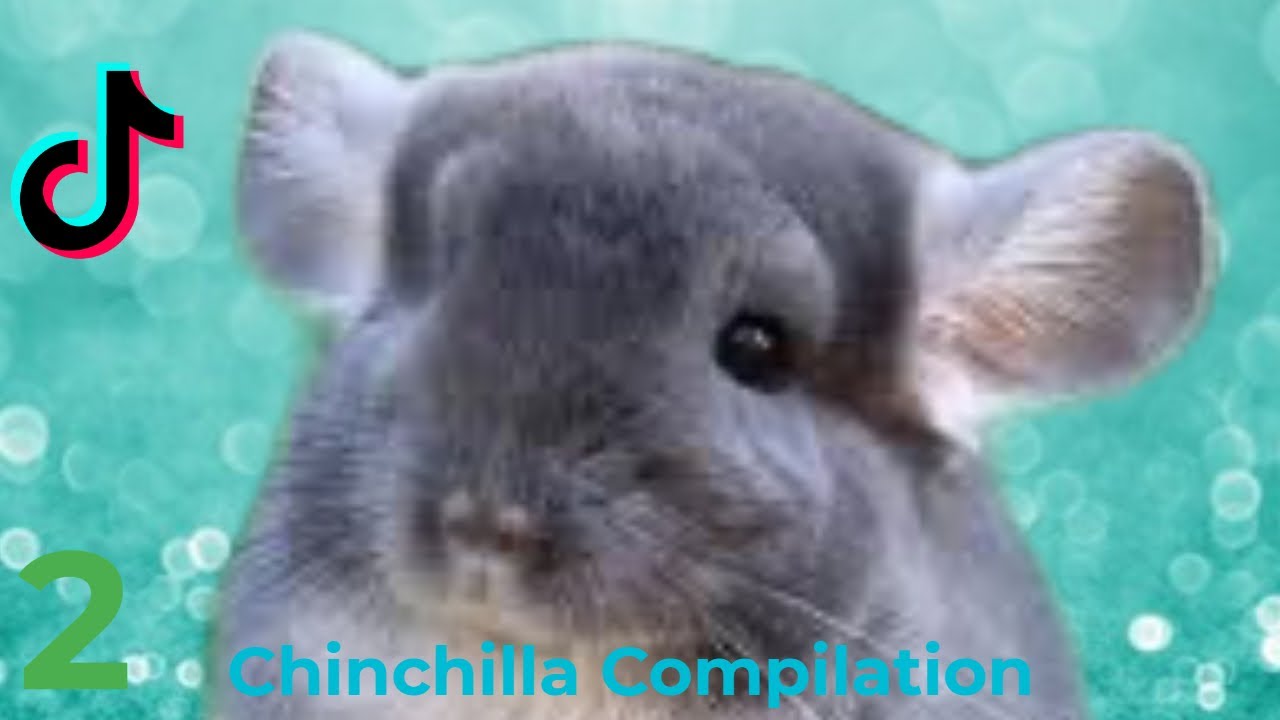 Chinchillas of TikTok 2 YouTube