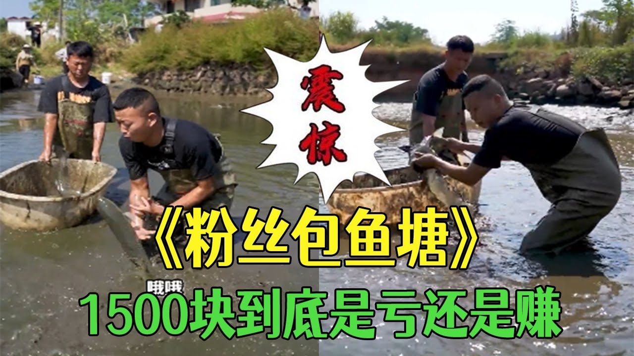 粉絲朋友包魚塘，1500塊到底是虧還是賺？小飛哥#三農 #戶外 #我的農村生活 #新農人計劃2026#包塘