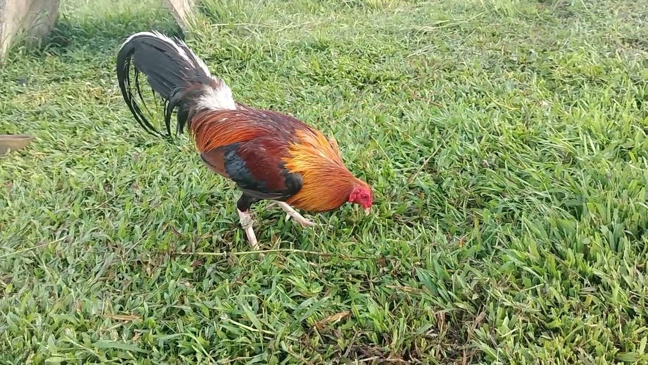 LDT strain Boston Roundhead #Pcomb side #sabongonlinetips #breeding #breeder #ldt