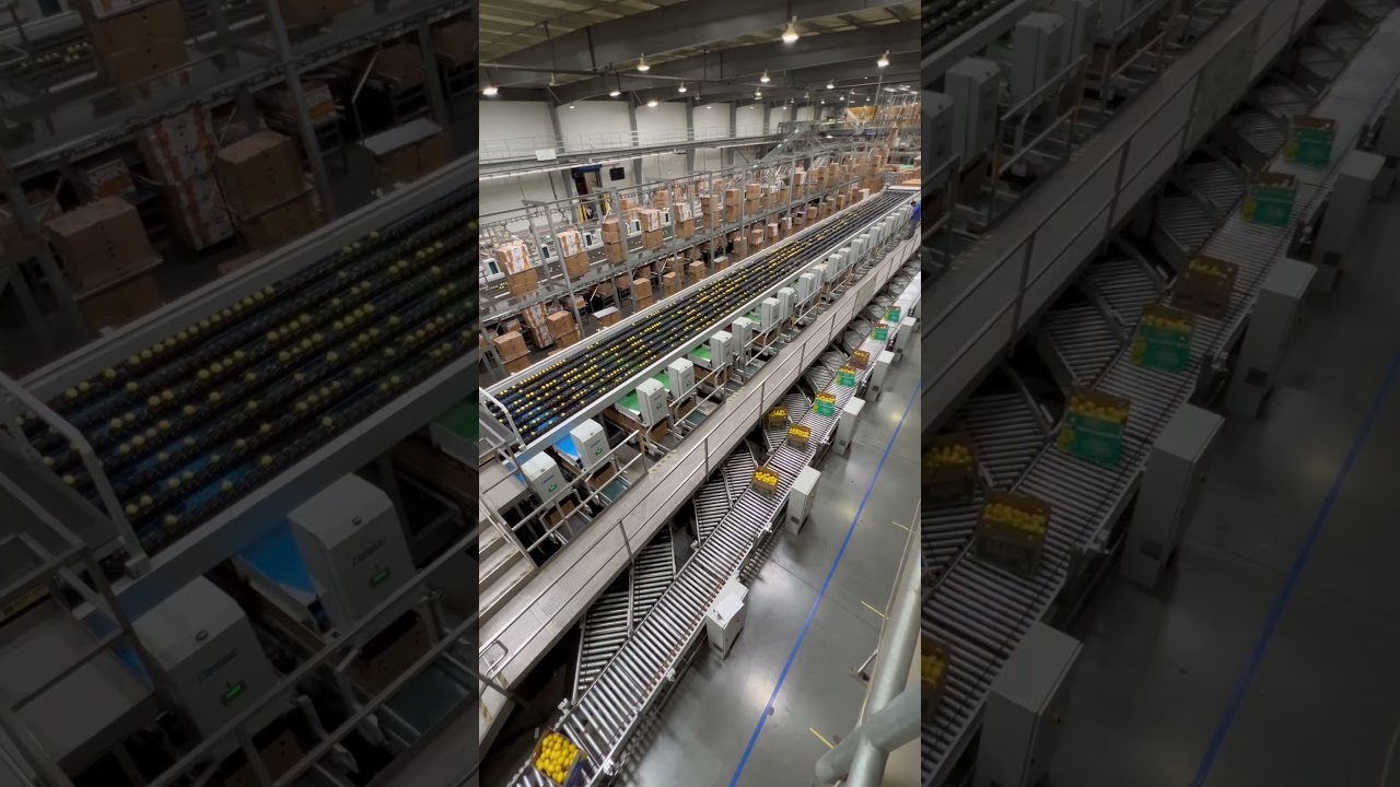 Lemon 🍋 packing house @tomra 