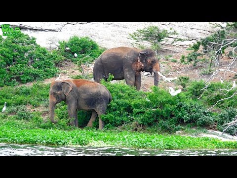 An entire village comes to help an elephant The Beautiful Sight of Elephants by the Parakrama Samudraya. Mother Nature is amazing