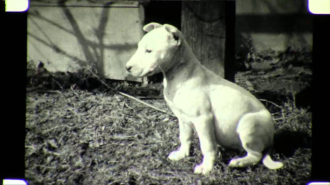 English Bull Terriers  in Wilkes Barre 1930s