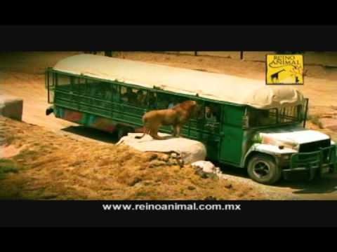 safari kids reino animl spot.wmv